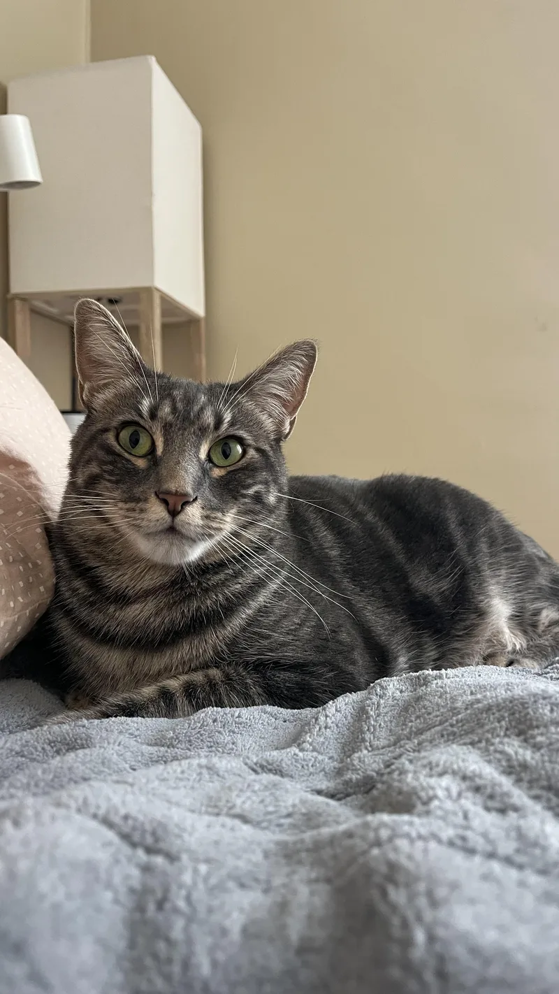 A young medium-sized female Tabby (Gray / Blue / Silver) Domestic Short Hair cat named Bonnie for adoption in San Francisco, CA