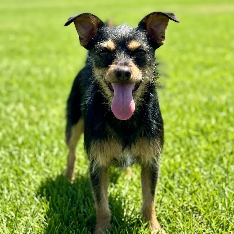 An adult small-sized male Black Yorkshire Terrier dog named Zorro for adoption in Las Vegas, NV