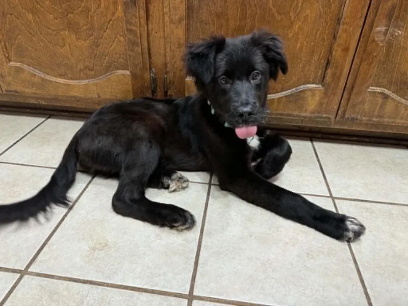A baby large-sized male Newfoundland Dog dog named Bushel for adoption in Boston, MA