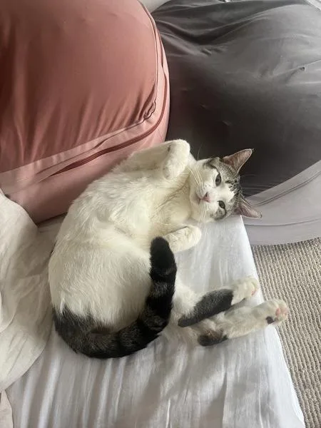 A young medium-sized male Domestic Short Hair cat named Casper for adoption in Ridgewood, NY