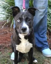 A young medium-sized male Border Collie dog named Pookie for adoption in Washington, DC