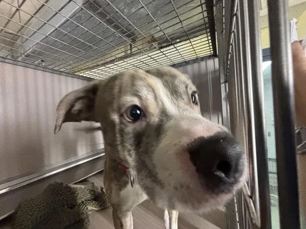 An adult medium-sized male Mixed Breed dog named Neyo for adoption in New York, NY
