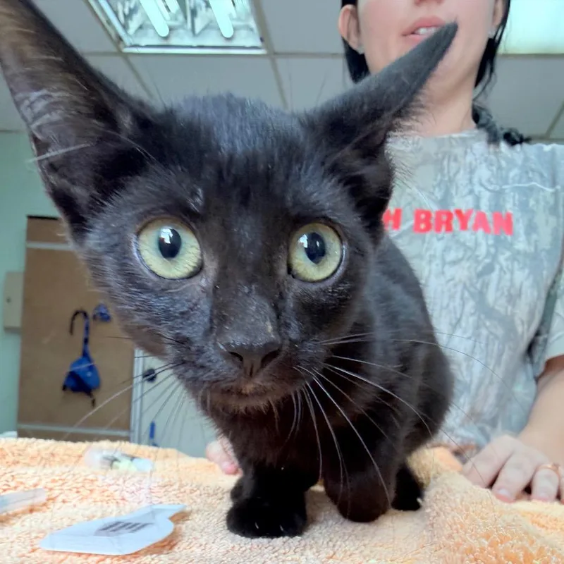 A baby small-sized female Domestic Short Hair cat named Alissa for adoption in West Point, MS