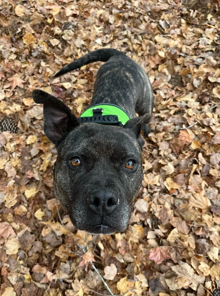 A senior medium-sized female American Staffordshire Terrier dog named Apple for adoption in Berlin, MD