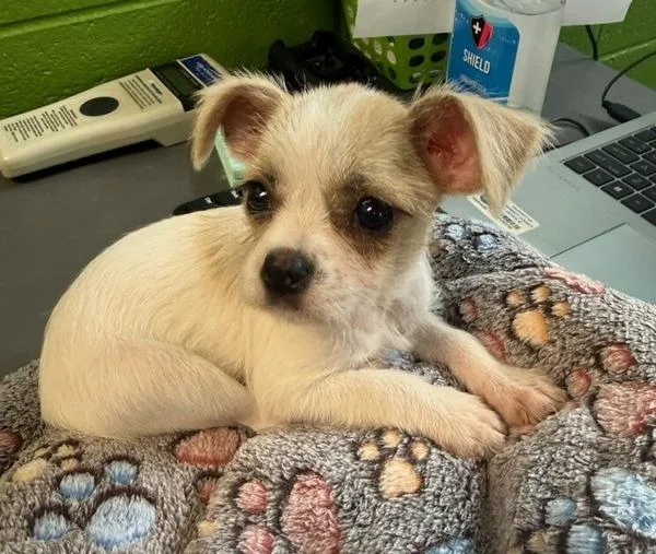 A baby small-sized female Terrier dog named Lola for adoption in Lawrenceville, GA