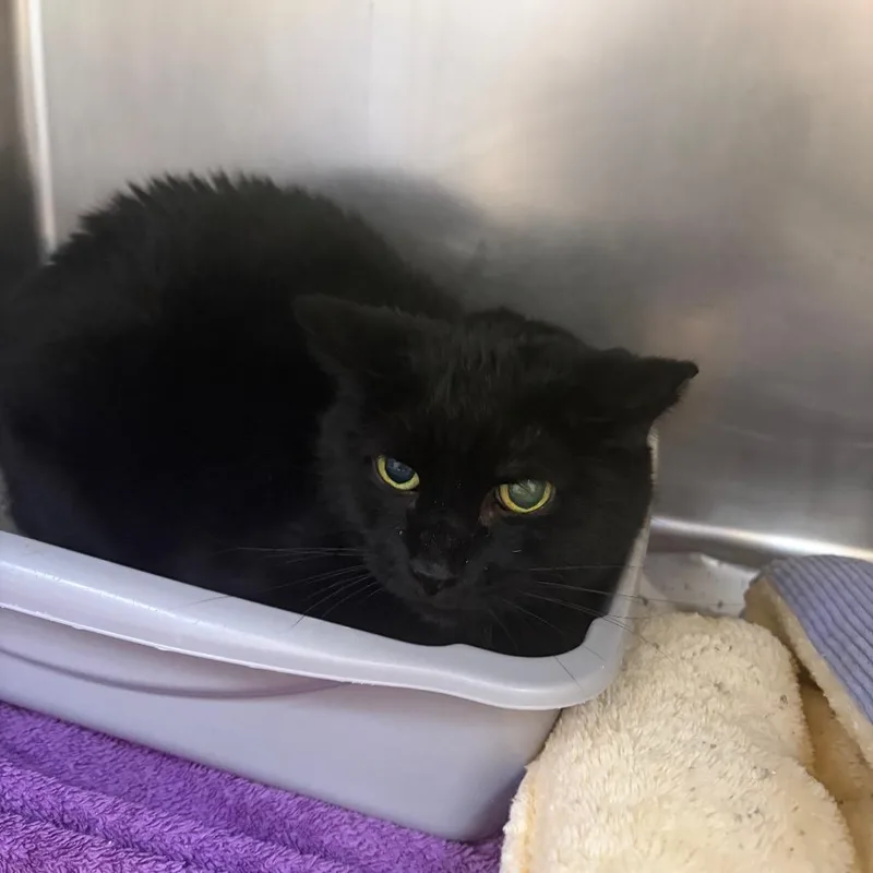 A senior medium-sized female Black Domestic Short Hair cat named Ebony for adoption in Pekin, IL