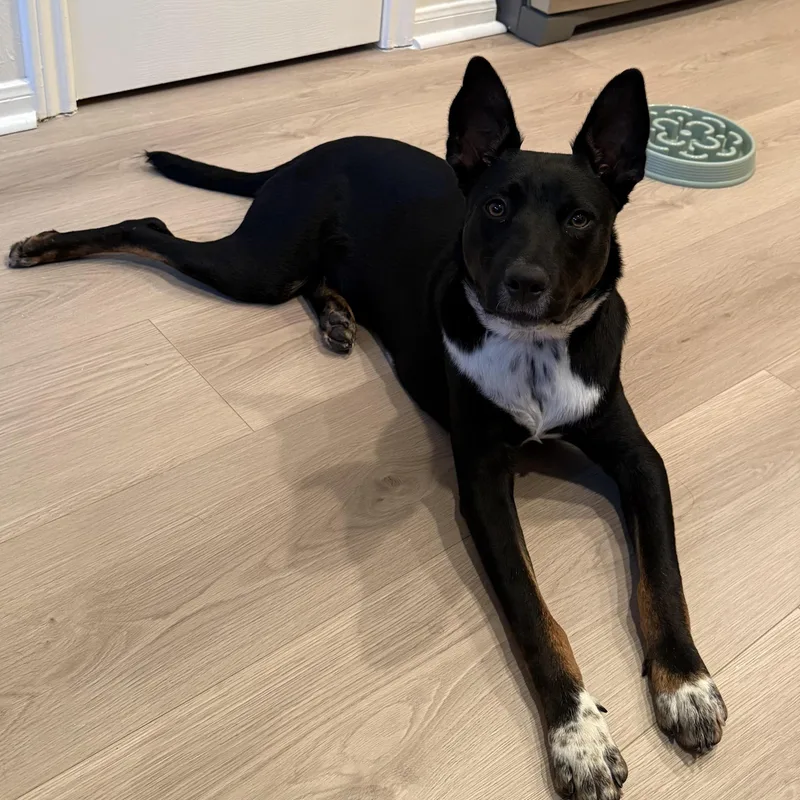 A young medium-sized male Black Australian Kelpie dog named Paul for adoption in Houston, TX