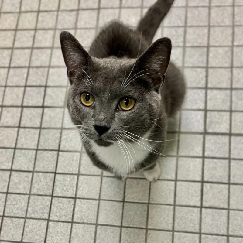 A young large-sized male Gray / Blue / Silver Domestic Short Hair cat named Rooney for adoption in Wantagh, NY