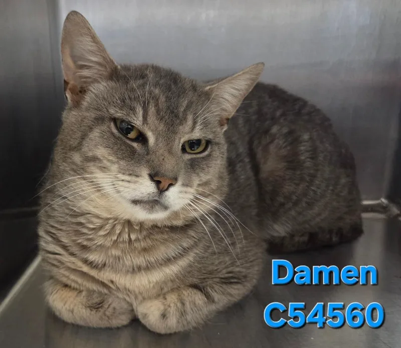 Damen