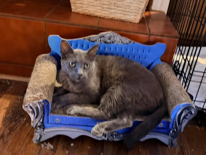 Kitkat