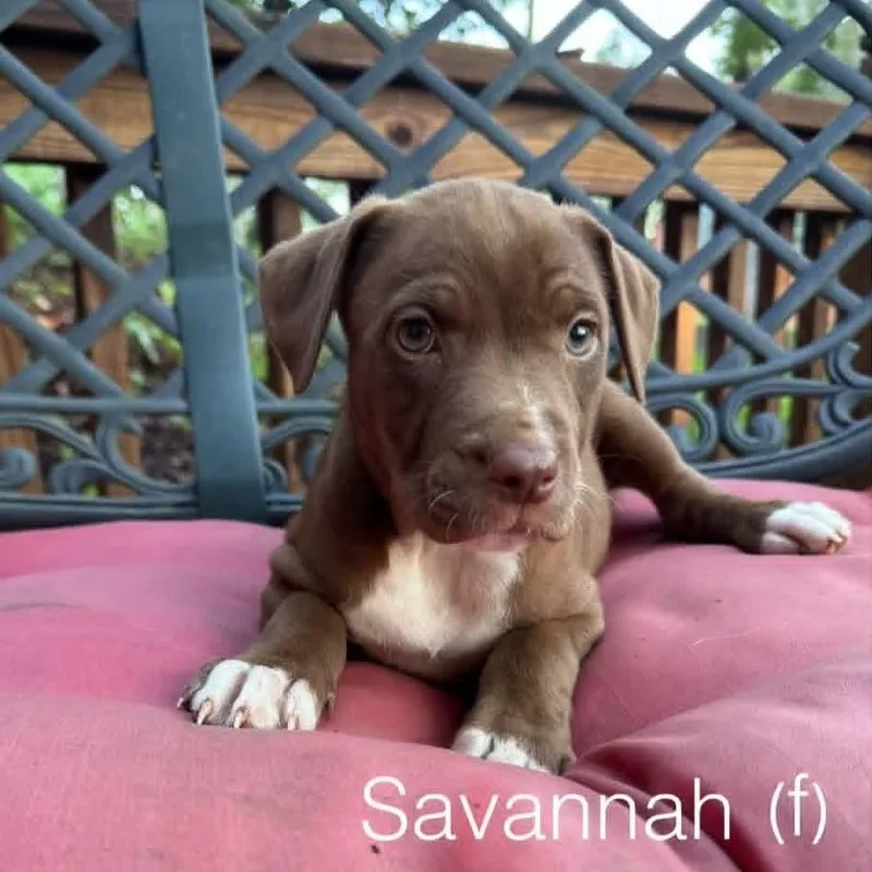 A baby medium-sized female Brown / Chocolate Mixed Breed dog named Savannah for adoption in Alexandria, VA
