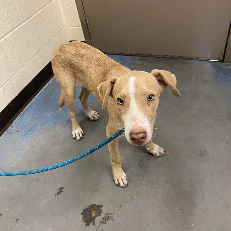 A young medium-sized male Brown / Chocolate Mixed Breed dog named Hazelnut for adoption in Memphis, TN