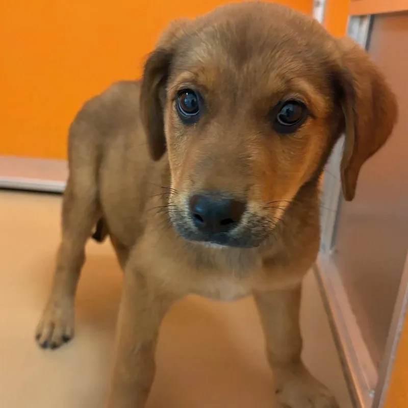 A baby medium-sized female Brown / Chocolate Shepherd dog named Sequoia for adoption in Norman, OK
