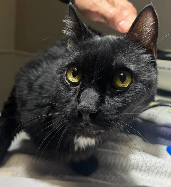 A senior medium-sized male Domestic Short Hair cat named Meow Meow for adoption in Oakland, CA