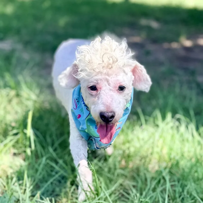 An adult small-sized female White / Cream Miniature Poodle dog named Bianca for adoption in Houston, TX