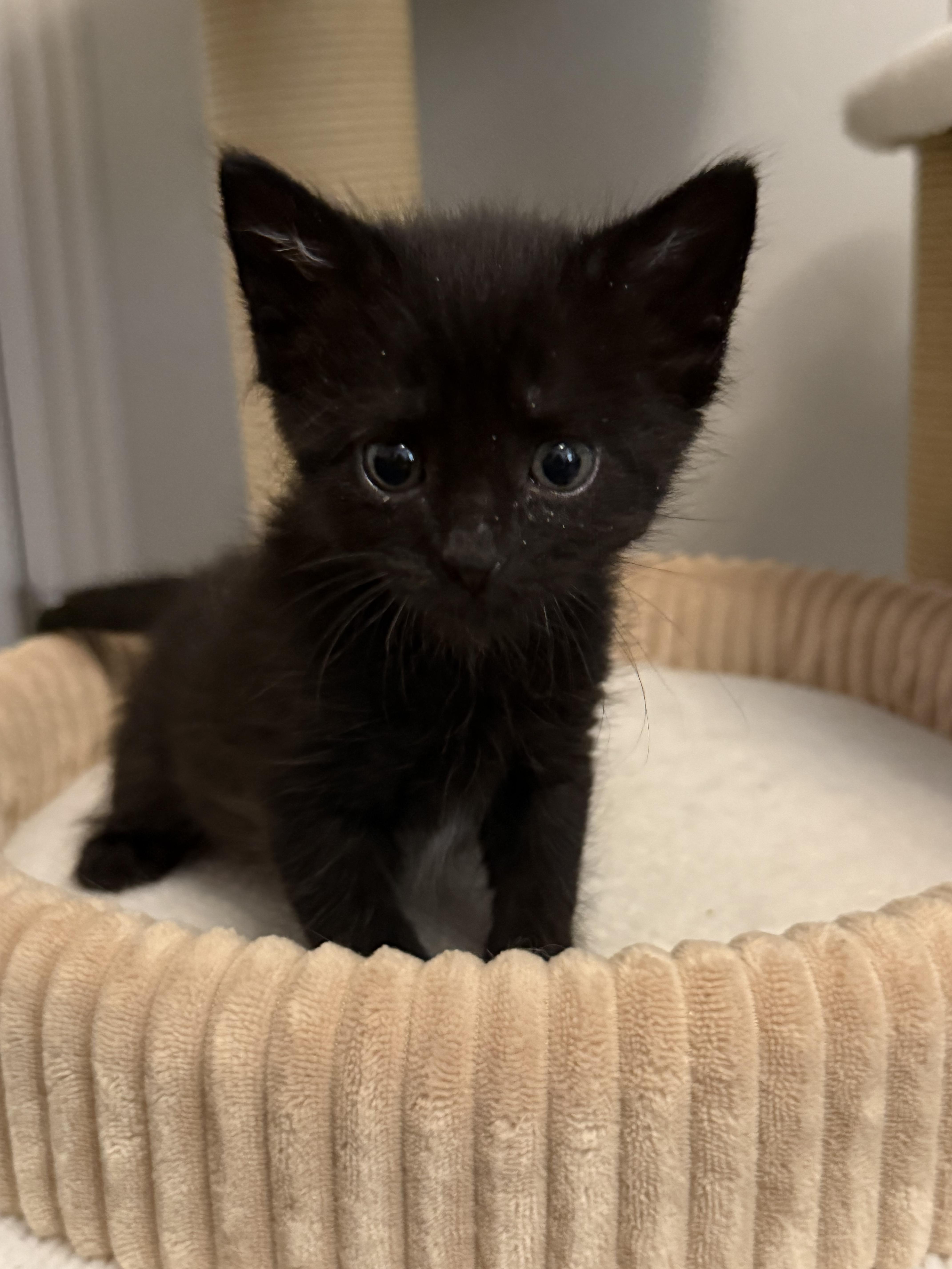 A baby medium-sized male Black Domestic Short Hair cat named De Paul for adoption in Fruit Heights, UT