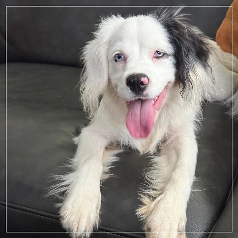 A young small-sized female White / Cream English Springer Spaniel dog named Joy for adoption in Little Rock, AR