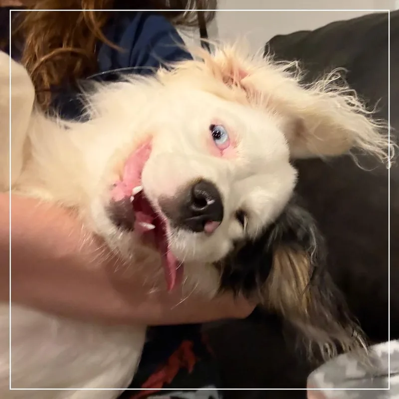 Joy thumbnail 4