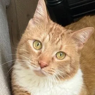 An adult large-sized male Orange / Red Domestic Short Hair cat named Marty for adoption in Murray, UT