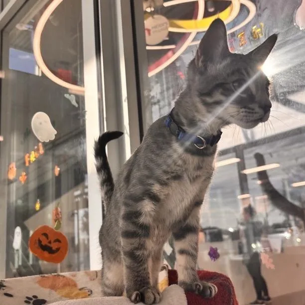 A baby small-sized male Gray / Blue / Silver Domestic Short Hair cat named Mystic for adoption in Phoenix, AZ