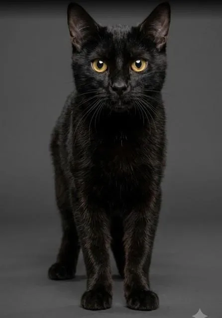 Milo