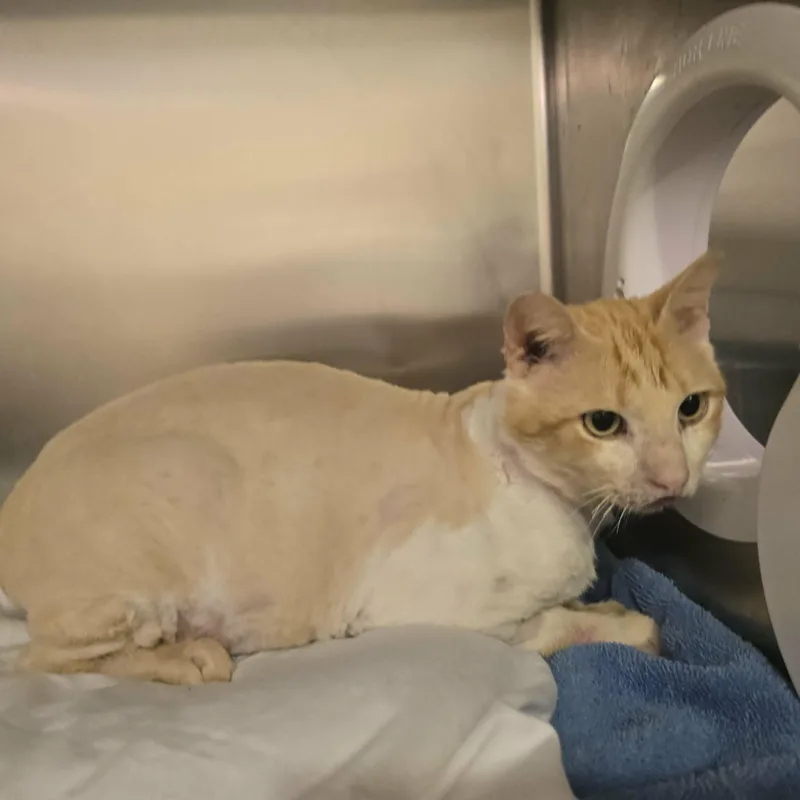 A young medium-sized male Buff & White Domestic Short Hair cat named Sponge for adoption in West Palm Beach, FL