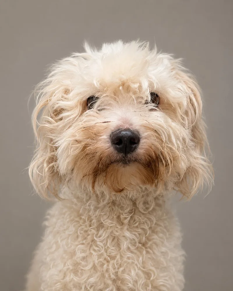 An adult small-sized male White / Cream Miniature Poodle dog named Polo for adoption in Austin, TX
