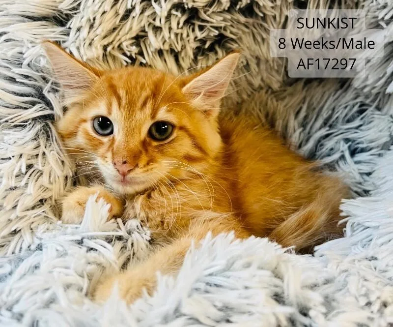 A young medium-sized male Tabby (Orange / Red) Domestic Short Hair cat named Sunkist for adoption in Supply, NC
