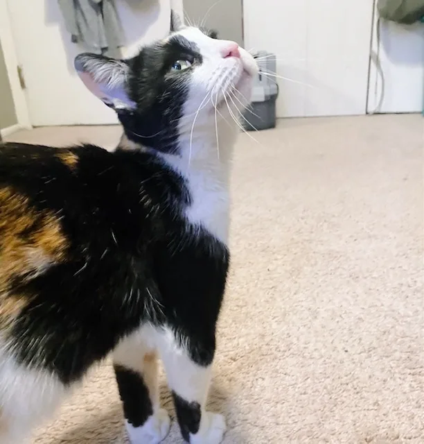 An adult medium-sized female Calico cat named Maxie for adoption in Philadelphia, PA