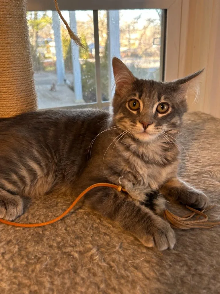 Baxter Bonded With Tucker thumbnail 2