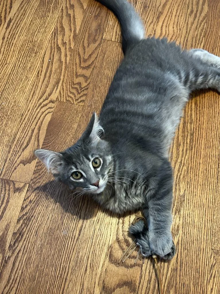 Baxter Bonded With Tucker thumbnail 3