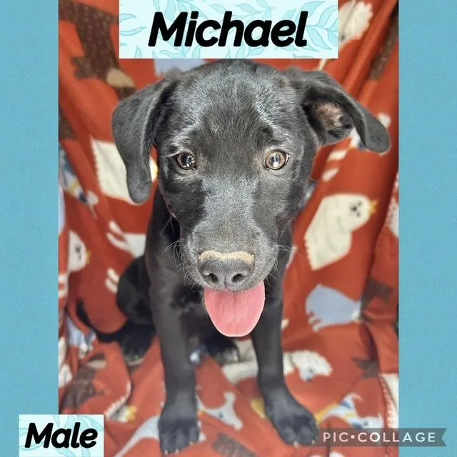 A baby medium-sized male Labrador Retriever dog named Michael for adoption in Manchester, CT