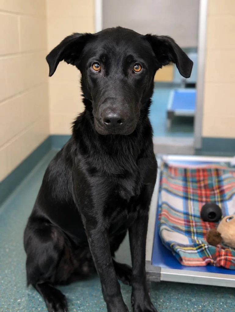 A young medium-sized male Labrador Retriever dog named Luke for adoption in Seven Points, TX