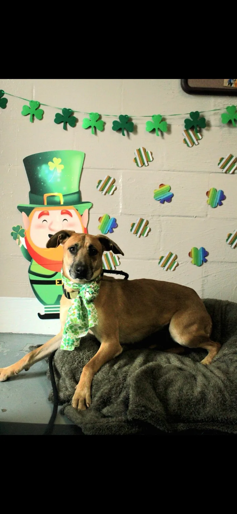 Polly thumbnail 2
