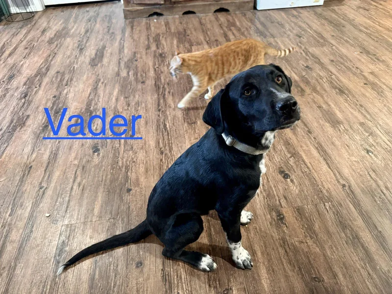 A young medium-sized male Labrador Retriever dog named Vader Dot LOCAL for adoption in Wakefield, RI