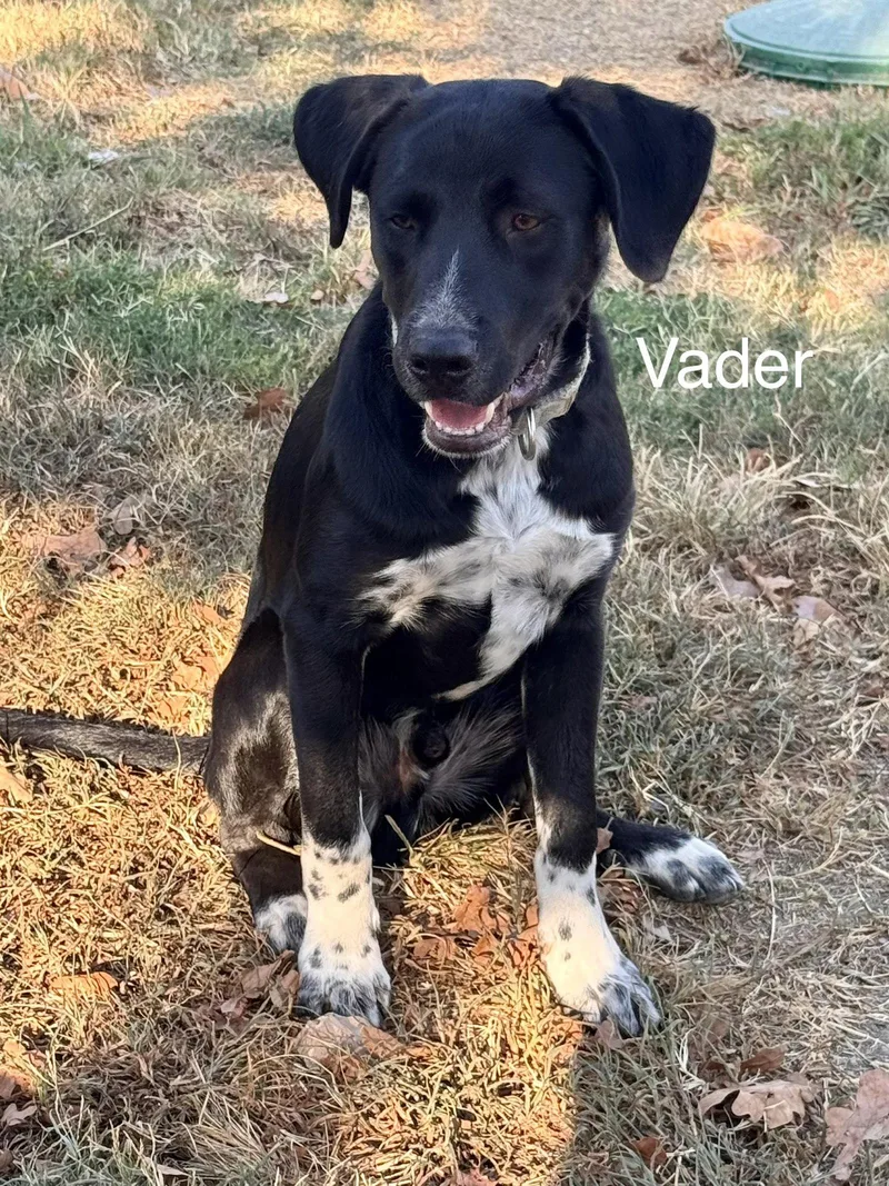 Vader Dot LOCAL thumbnail 2