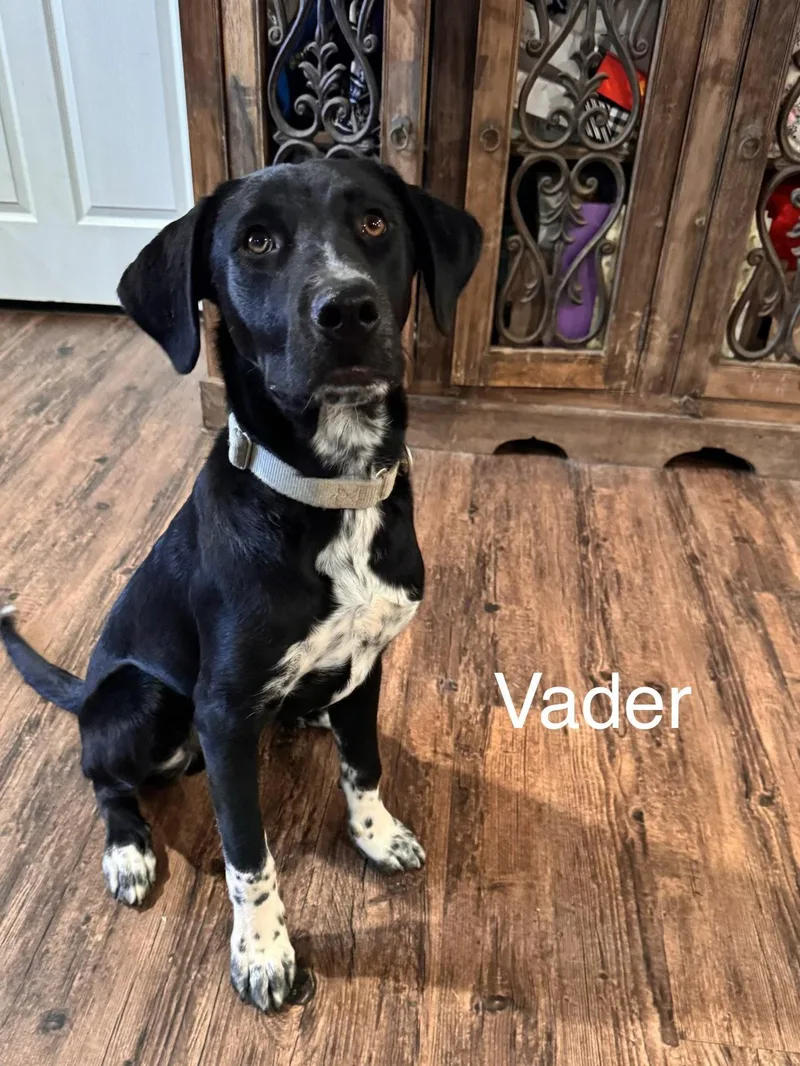Vader Dot LOCAL thumbnail 3