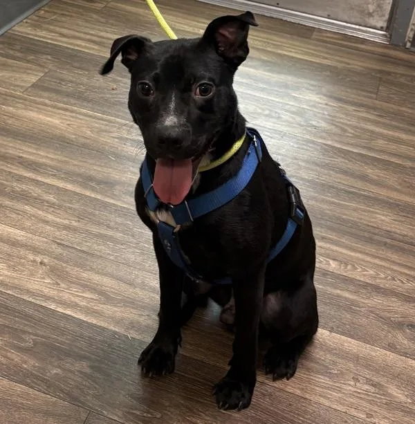A young medium-sized male Pit Bull Terrier dog named Blueberry for adoption in San Diego, CA
