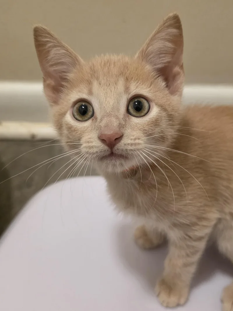A baby medium-sized male Orange / Red Domestic Short Hair cat named Mizzle for adoption in Johnson City, TN