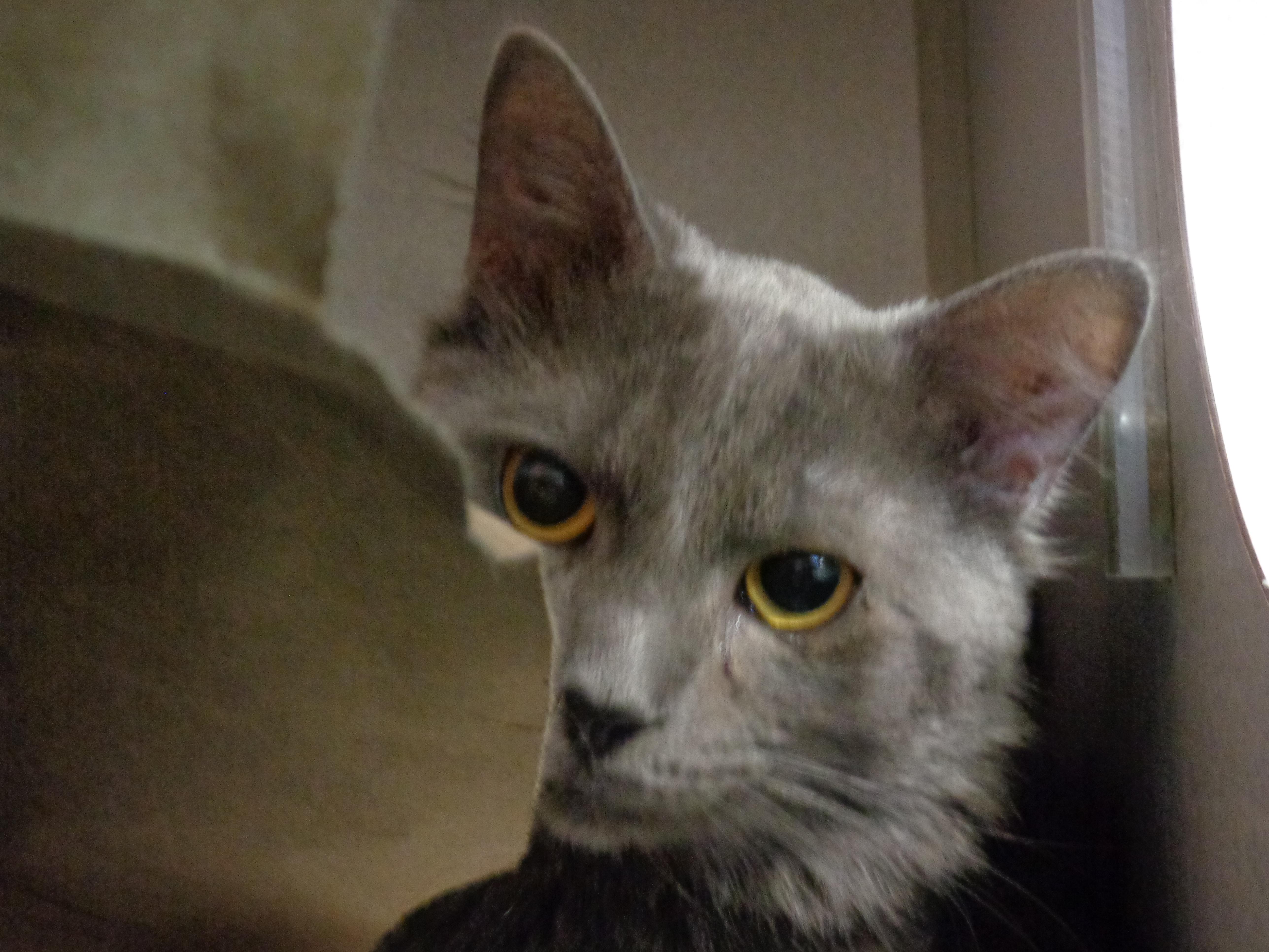 A young small-sized male Gray / Blue / Silver Domestic Medium Hair cat named Apple Fritter for adoption in Delhi, NY