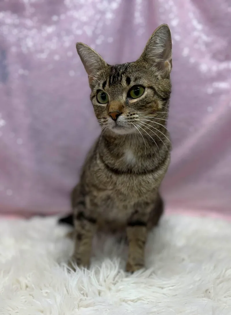 An adult medium-sized female Domestic Short Hair cat named Nubia for adoption in Clarkesville, GA