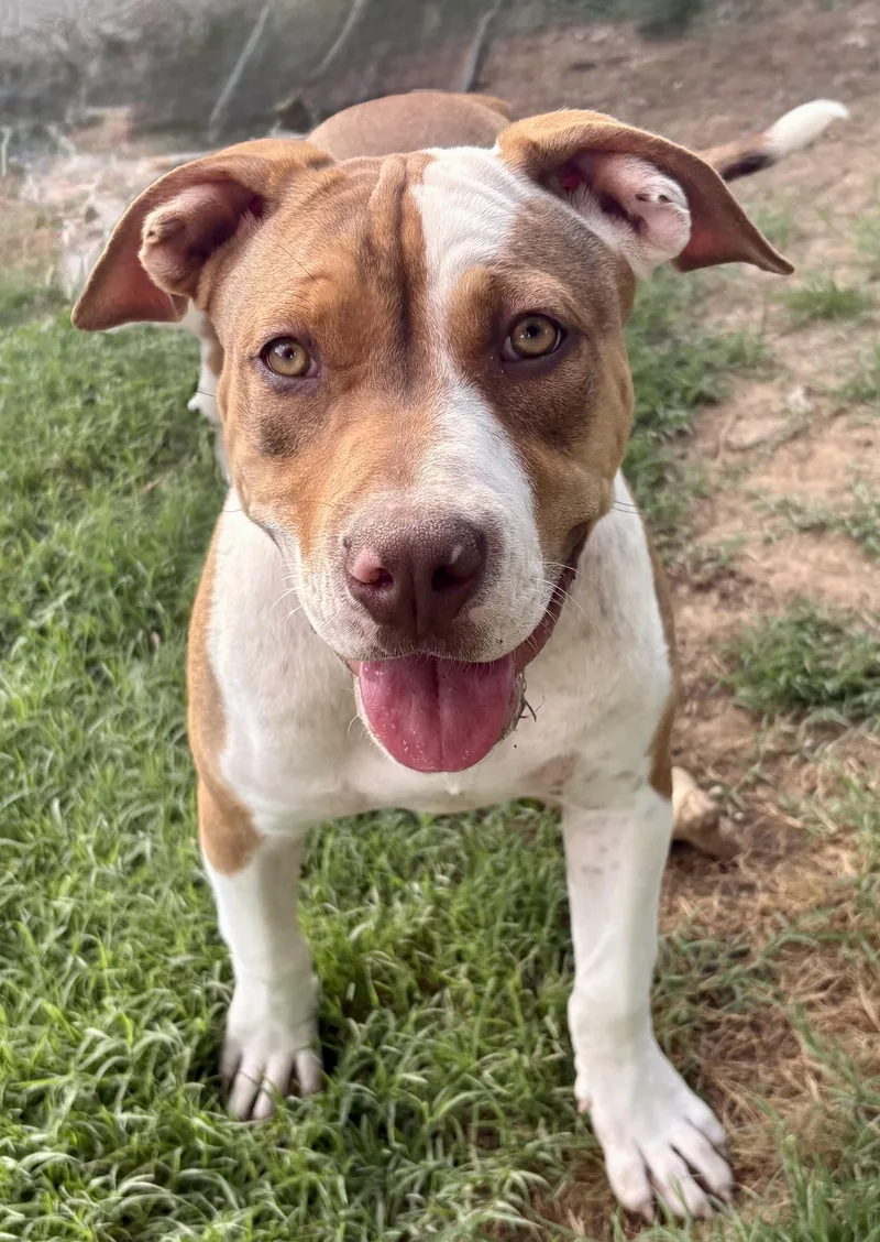 A young large-sized female Brown / Chocolate American Bully dog named Roxie for adoption in Maryville, TN