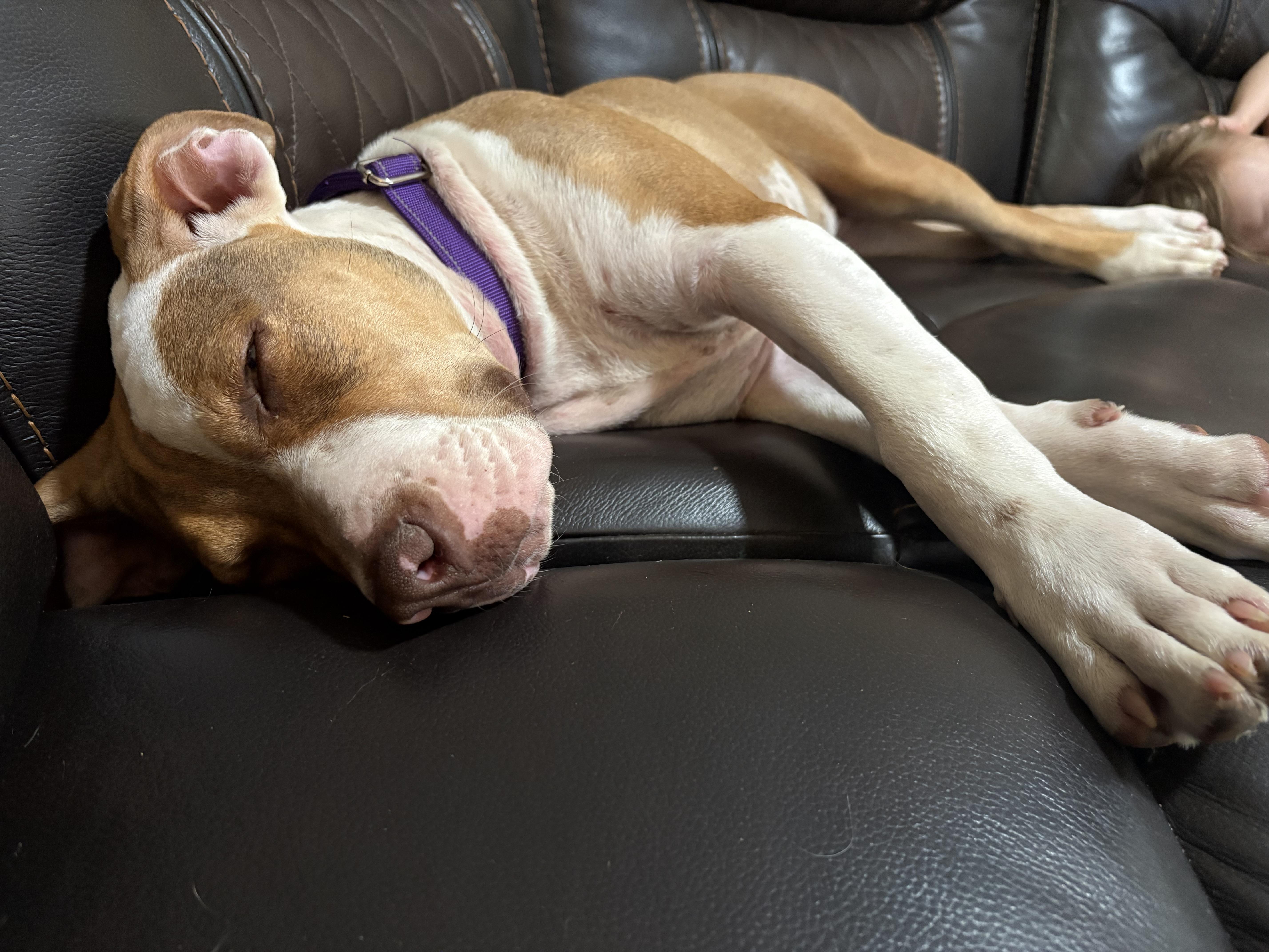 Roxie thumbnail 3