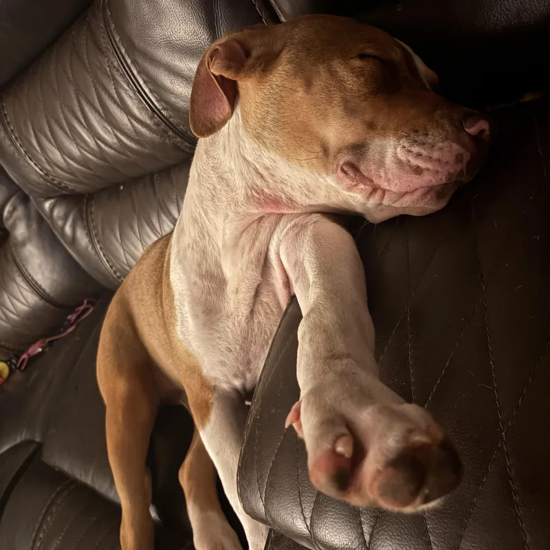 Roxie thumbnail 4