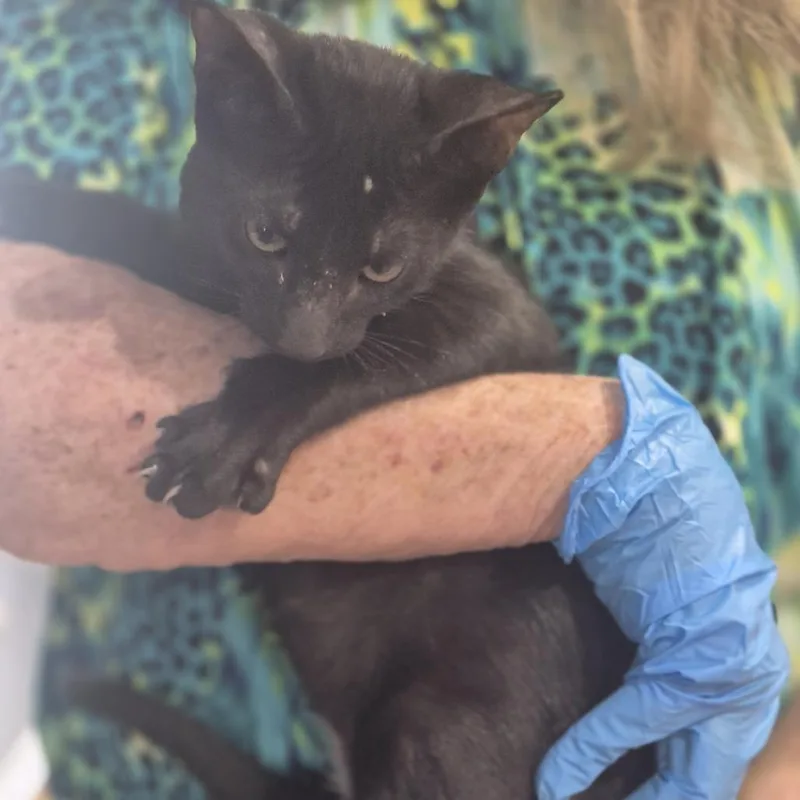 A baby small-sized male Black Domestic Short Hair cat named Xenos for adoption in Livingston, TX