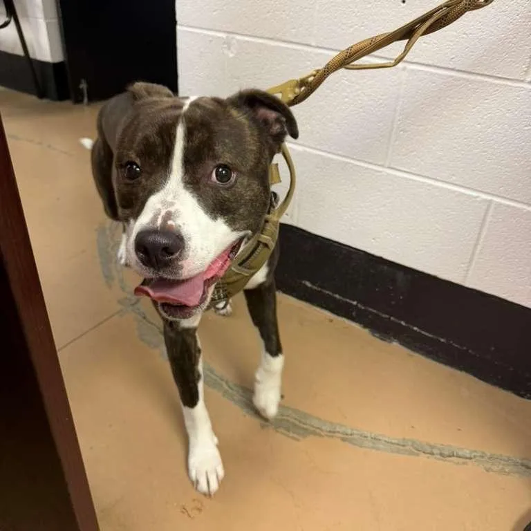 A young medium-sized male Black Mixed Breed dog named Oreo for adoption in Gadsden, AL