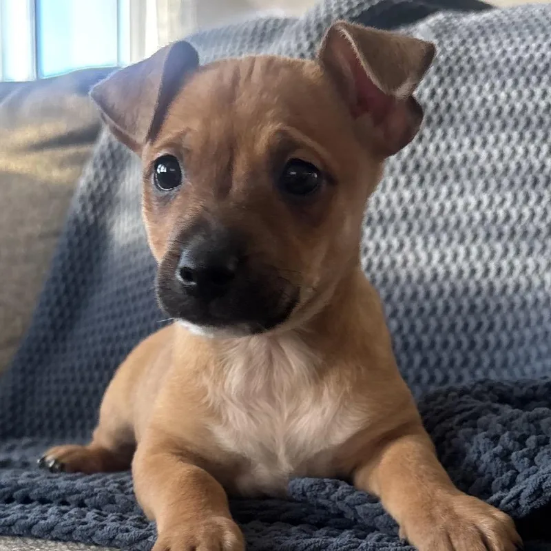 A baby medium-sized male Brown / Chocolate Terrier dog named Forest for adoption in La Grange, KY