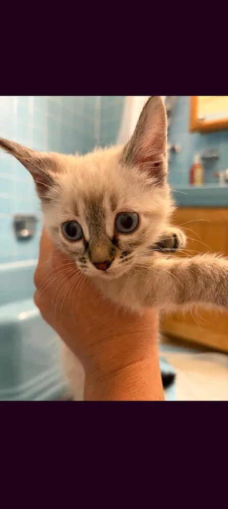 A baby small-sized female Domestic Short Hair cat named Tarot for adoption in Parker, CO
