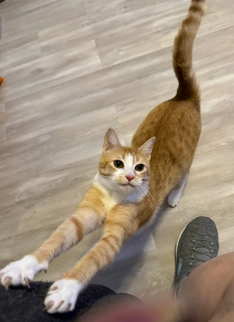 An adult medium-sized female Orange & White Domestic Short Hair cat named Ariel  Kuykendahl Petsmart for adoption in Spring, TX