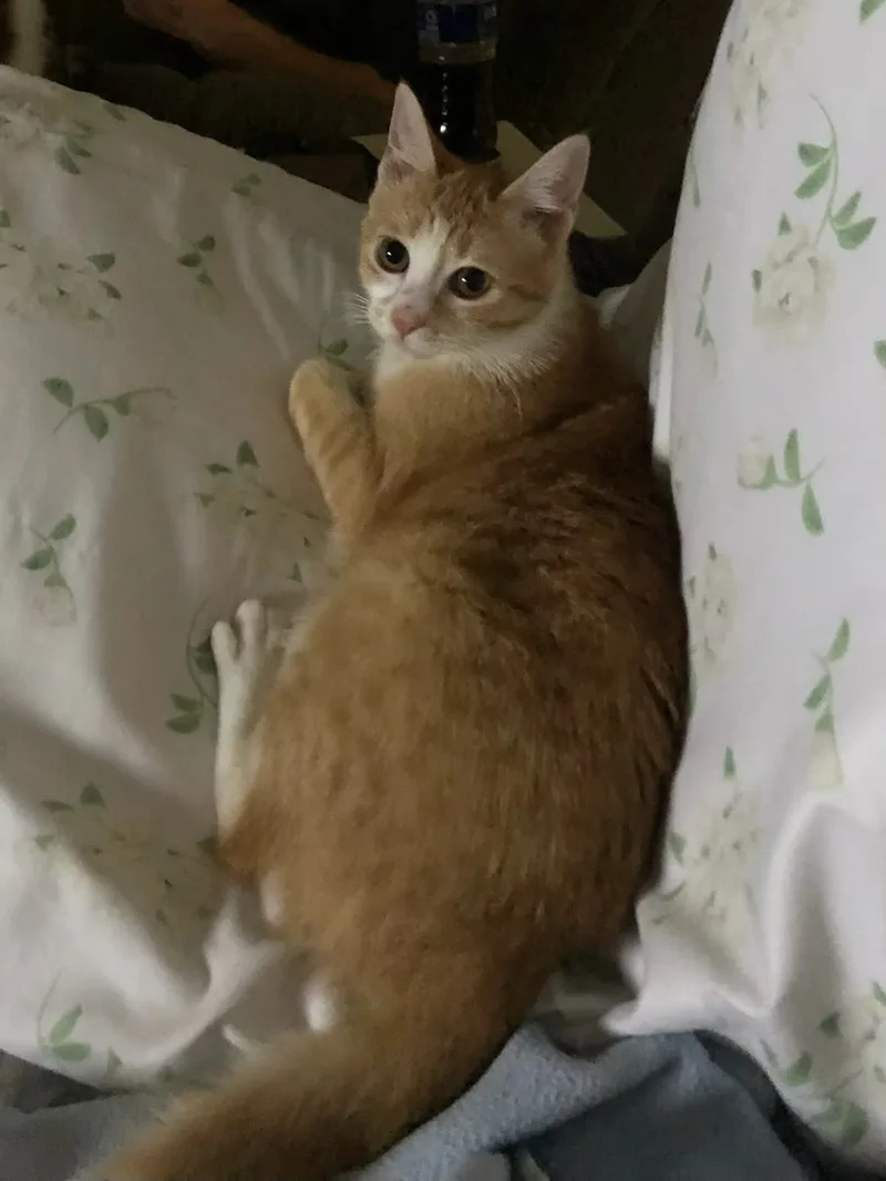 Ariel  Kuykendahl Petsmart thumbnail 3